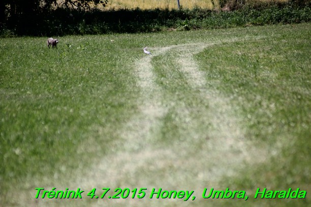 Trenink coursing 4.7.2015 (57)