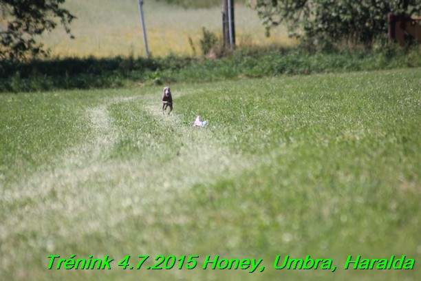 Trenink coursing 4.7.2015 (58)