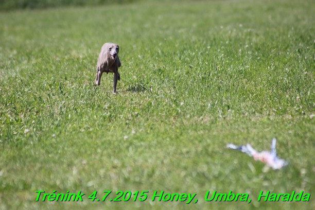 Trenink coursing 4.7.2015 (59)