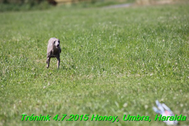 Trenink coursing 4.7.2015 (60)