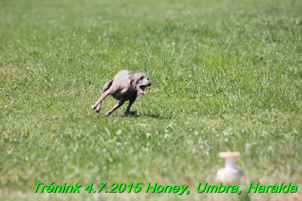 Trenink coursing 4.7.2015 (61)