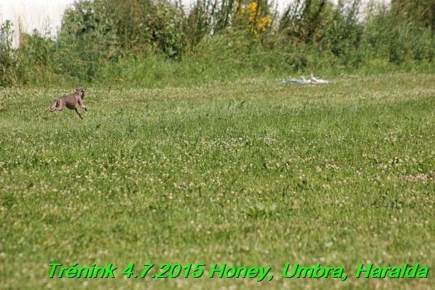 Trenink coursing 4.7.2015 (64)