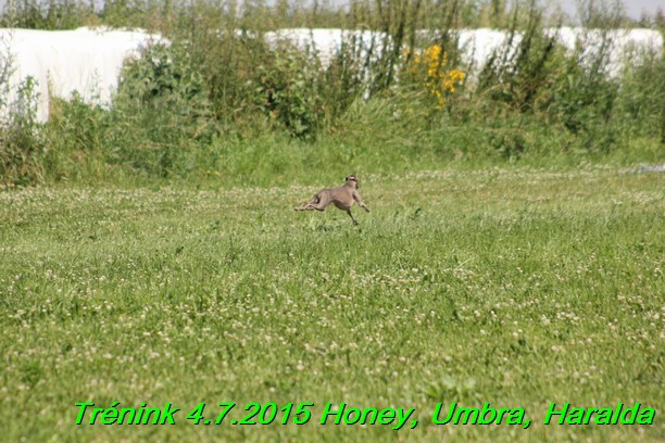 Trenink coursing 4.7.2015 (65)