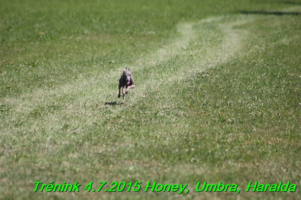 Trenink coursing 4.7.2015 (69)