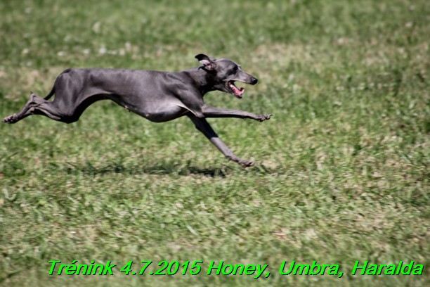 Trenink coursing 4.7.2015 (34)