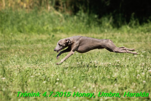 Trenink coursing 4.7.2015 (48)