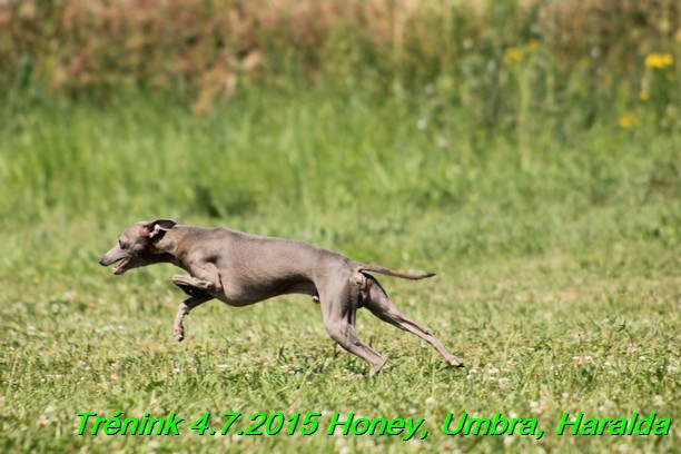 Trenink coursing 4.7.2015 (50)