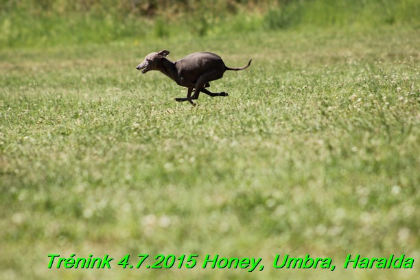 Trenink coursing 4.7.2015 (55)