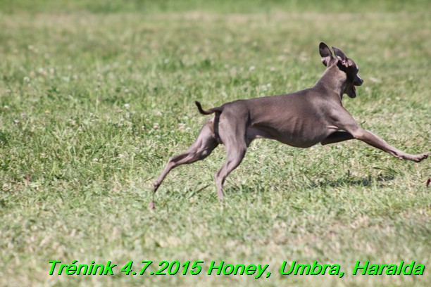 Trenink coursing 4.7.2015 (62)