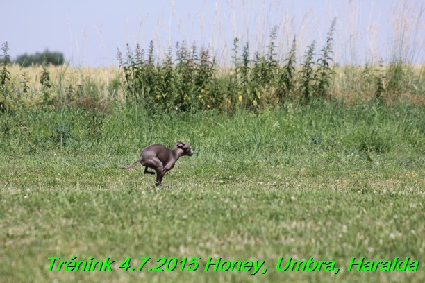 Trenink coursing 4.7.2015 (63)