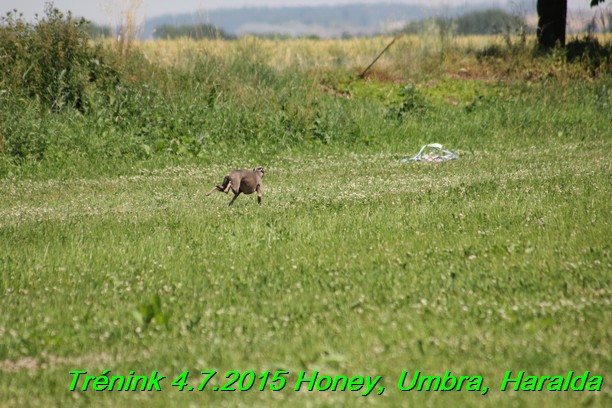 Trenink coursing 4.7.2015 (66)