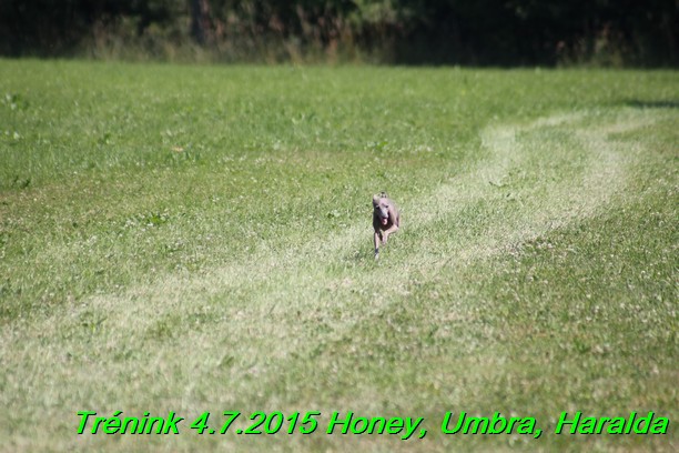 Trenink coursing 4.7.2015 (67)