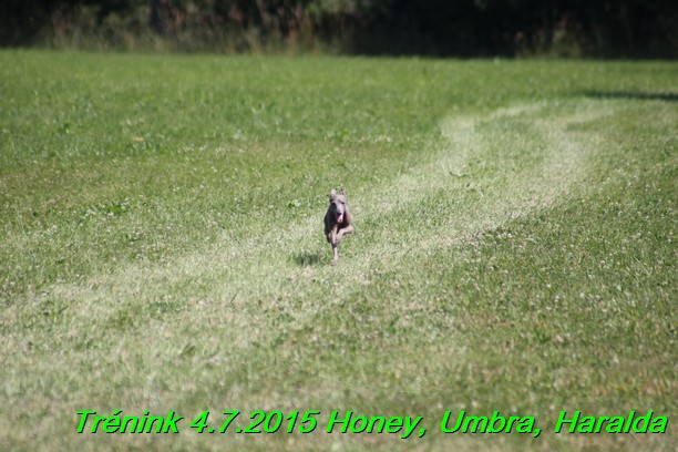 Trenink coursing 4.7.2015 (68)