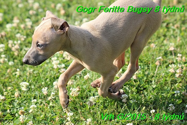 Gorg Feritte Bugsy 8 tydnu (7)