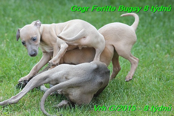 Gorg Feritte Bugsy 8 tydnu (11)