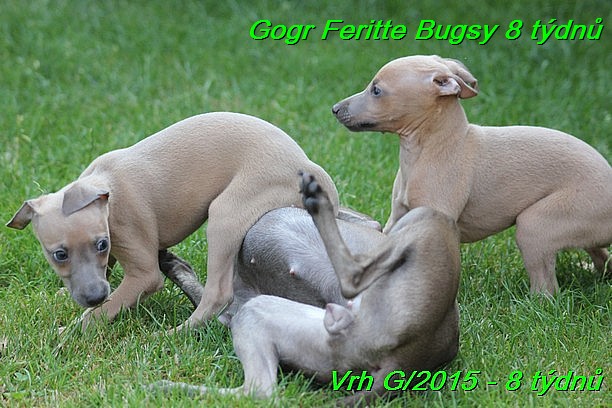 Gorg Feritte Bugsy 8 tydnu (12)