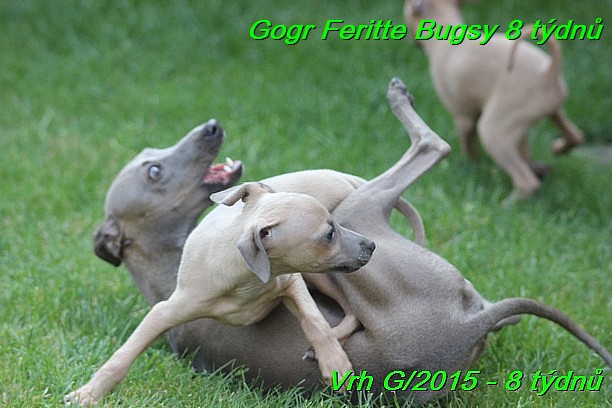 Gorg Feritte Bugsy 8 tydnu (13)