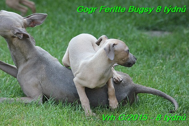 Gorg Feritte Bugsy 8 tydnu (15)