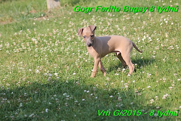 Gorg Feritte Bugsy 8 tydnu (33)