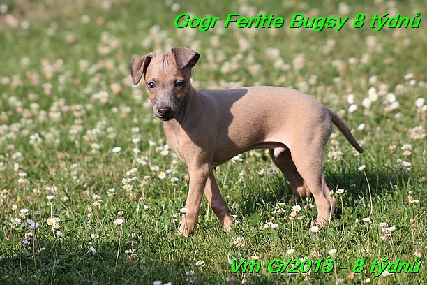 Gorg Feritte Bugsy 8 tydnu (34)