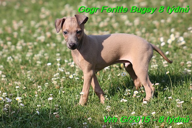 Gorg Feritte Bugsy 8 tydnu (35)