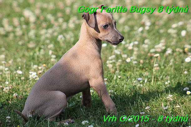 Gorg Feritte Bugsy 8 tydnu (36)