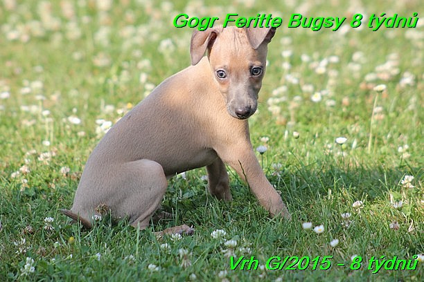 Gorg Feritte Bugsy 8 tydnu (37)