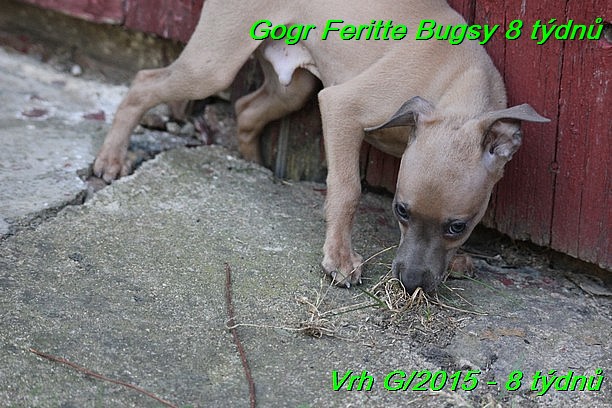 Gorg Feritte Bugsy 8 tydnu (40)