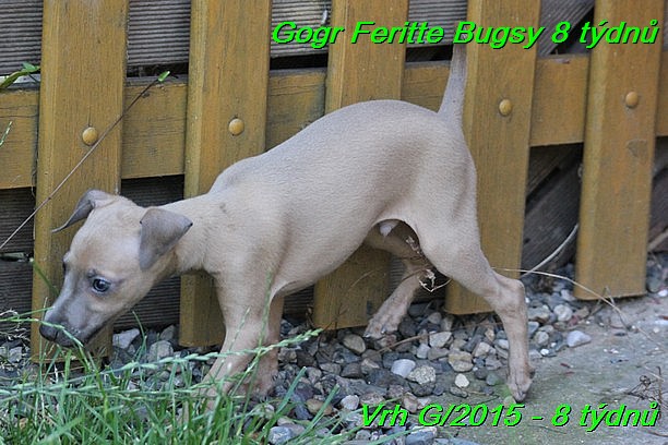 Gorg Feritte Bugsy 8 tydnu (42)