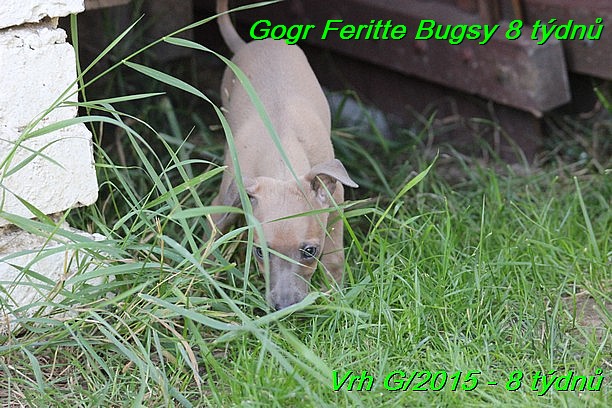 Gorg Feritte Bugsy 8 tydnu (45)