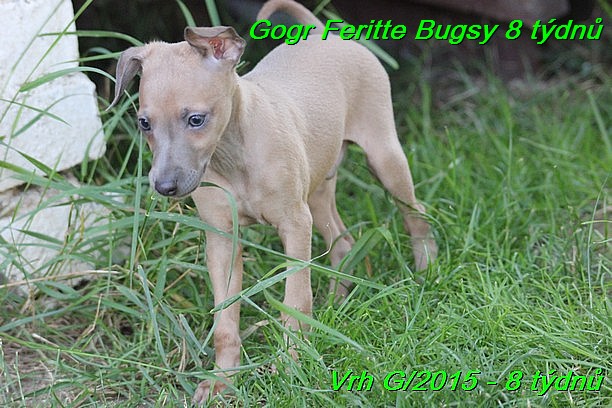 Gorg Feritte Bugsy 8 tydnu (46)