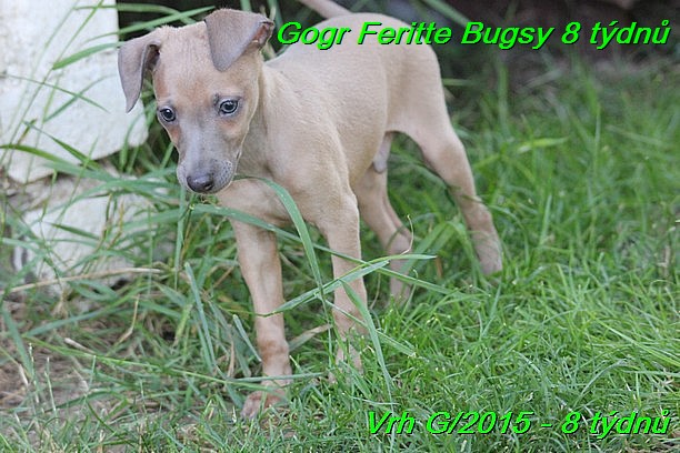 Gorg Feritte Bugsy 8 tydnu (47)