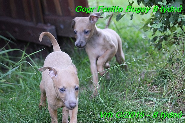 Gorg Feritte Bugsy 8 tydnu (51)