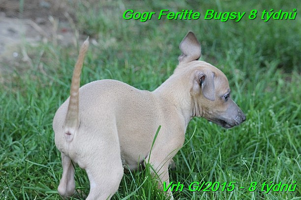 Gorg Feritte Bugsy 8 tydnu (55)