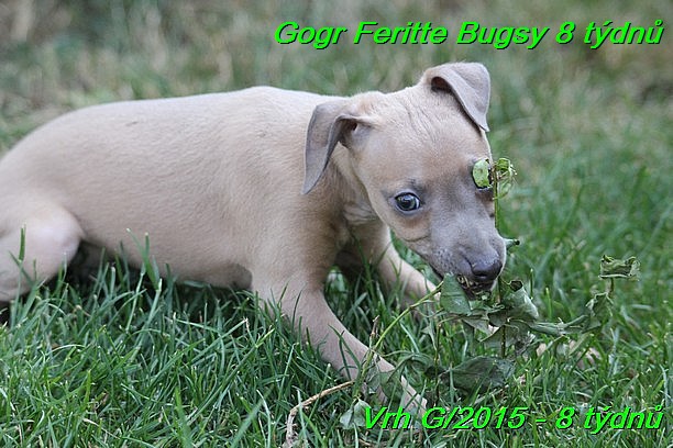 Gorg Feritte Bugsy 8 tydnu (62)