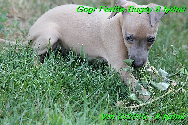 Gorg Feritte Bugsy 8 tydnu (63)