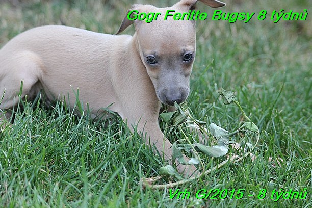 Gorg Feritte Bugsy 8 tydnu (64)