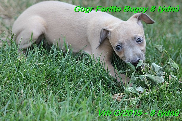 Gorg Feritte Bugsy 8 tydnu (65)