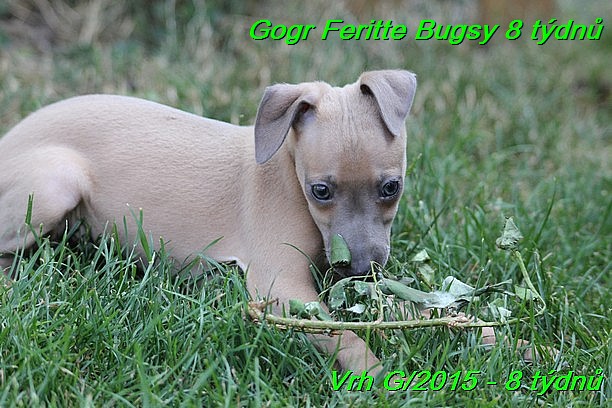 Gorg Feritte Bugsy 8 tydnu (67)