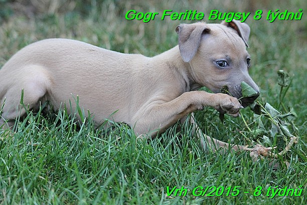 Gorg Feritte Bugsy 8 tydnu (68)