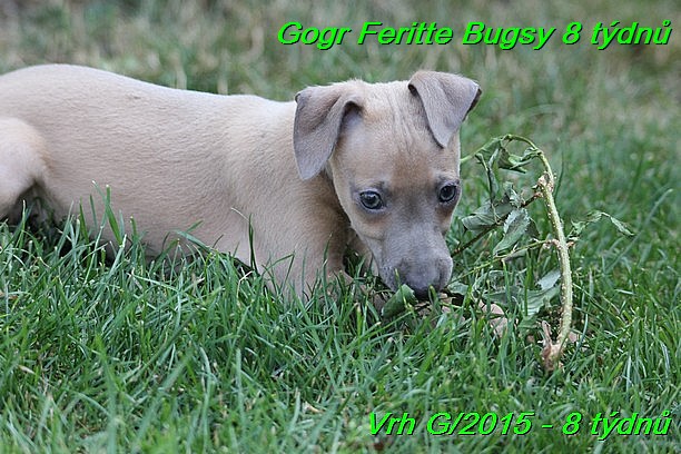 Gorg Feritte Bugsy 8 tydnu (69)