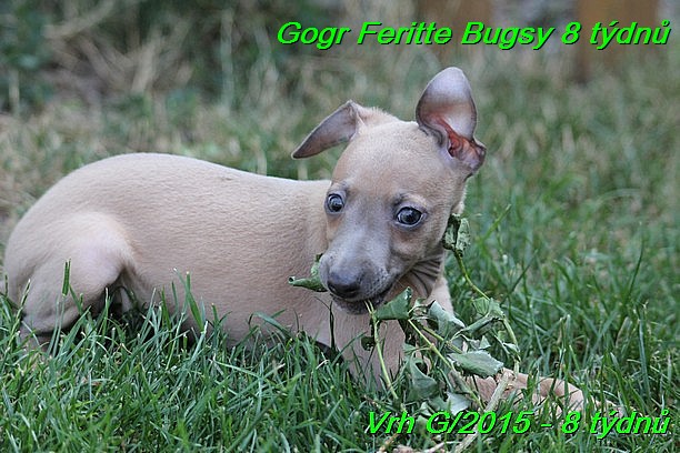 Gorg Feritte Bugsy 8 tydnu (71)