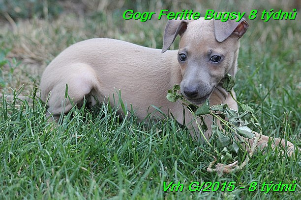 Gorg Feritte Bugsy 8 tydnu (73)