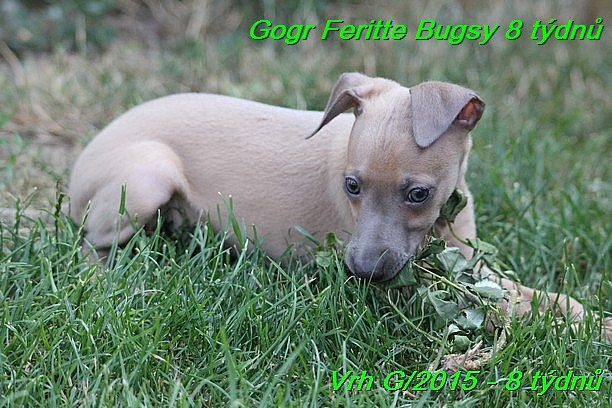 Gorg Feritte Bugsy 8 tydnu (74)