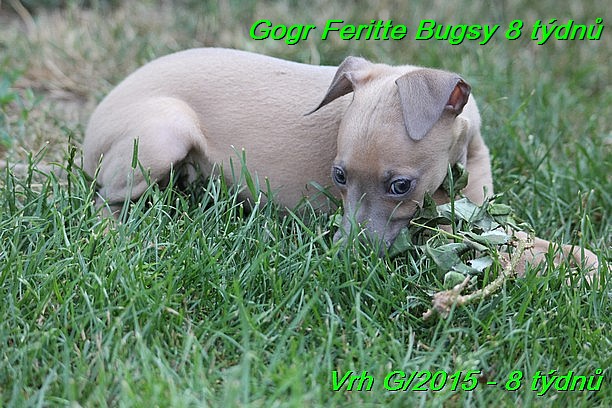 Gorg Feritte Bugsy 8 tydnu (75)