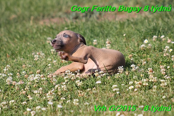 Gorg Feritte Bugsy 8 tydnu (81)