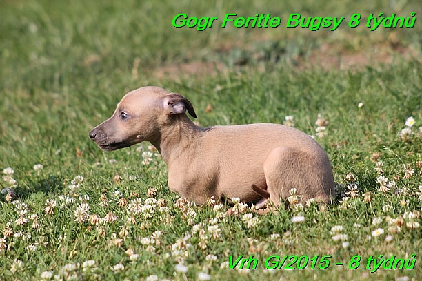 Gorg Feritte Bugsy 8 tydnu (82)