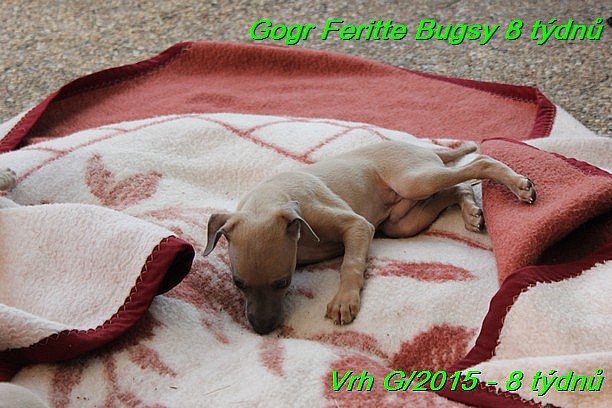 Gorg Feritte Bugsy 8 tydnu (85)