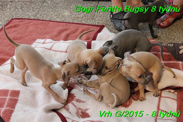 Gorg Feritte Bugsy 8 tydnu (88)