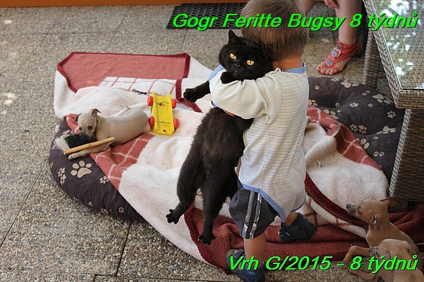 Gorg Feritte Bugsy 8 tydnu (92)